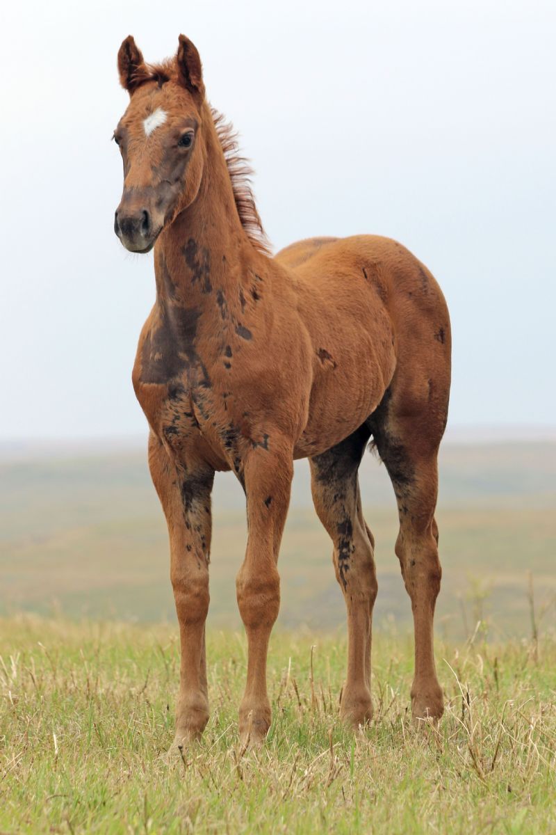 055 - Royal French Flit filly